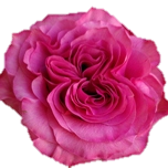 Country Blues Rose de jardin d'Equateur Ethiflora